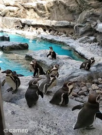 Poster for Intro video video from Brookfield Zoo Chicago