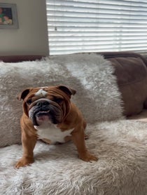 Poster for Birthday video from Dude the Bulldog