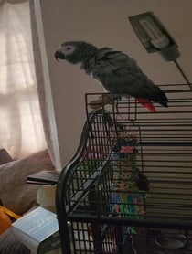Poster for Birthday video from Fart Birb