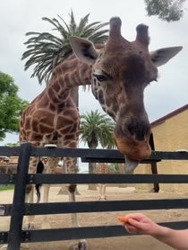Poster for Birthday video from Giant Giraffe