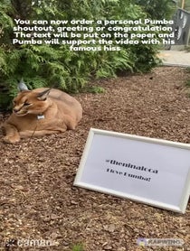 Poster for Intro video video from Pumba Caracal