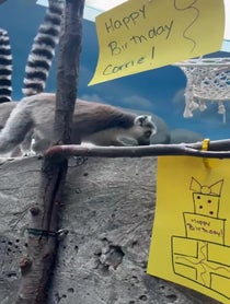 Poster for Birthday video from Ring Tailed Lemur Family