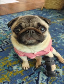 Poster for Birthday video from Philomena The Pug