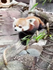 Poster for Mother's Day video from Red Pandas at Philadelphia Zoo