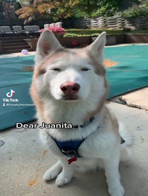 Poster for Other video from Hershey Husky
