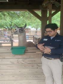 Poster for Mother's Day video from Fiesta the Llama at Houston Zoo