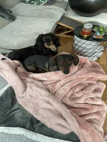 Poster for Other video from Charlie Sausage Dog