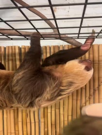 Poster for Birthday video from Dunkin the Two Toed Sloth