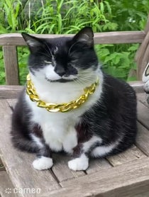 Poster for Intro video video from Big Kitty Puss Puss
