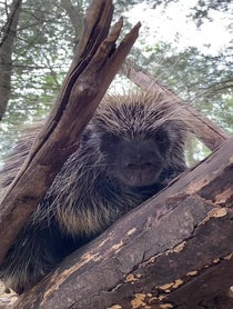 Poster for Other video from Porcupines at Stone Zoo
