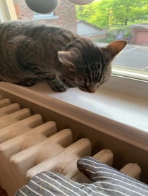 Poster for Graduation video from Breeze the Bath Cat (joellbaby on TikTok)
