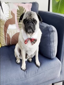 Poster for Birthday video from Arch the Pug