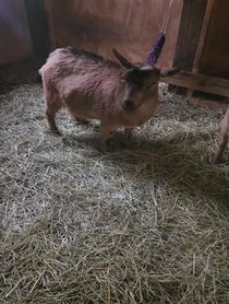 Poster for Other video from Wally Chicago's Favorite Goat