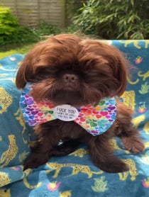 Poster for Birthday video from Branston, Pickle and Gizmo