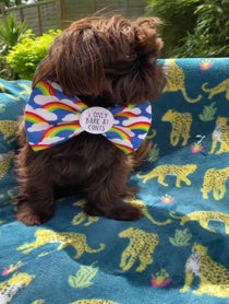 Poster for Birthday video from Branston, Pickle and Gizmo
