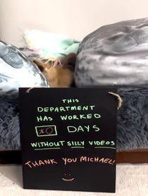 Poster for Other video from Haddie The Pirate Dog