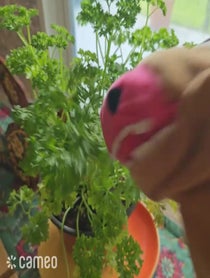 Poster for Intro video video from Wilbur the Party Boy Donkey Puppet