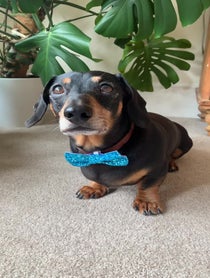 Poster for Birthday video from Bruno The Mini Dachshund