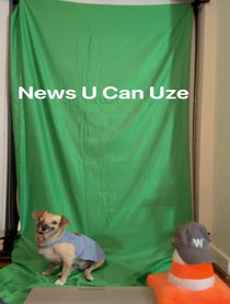 Poster for Other video from Haddie The Pirate Dog