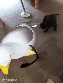 Poster for Intro video video from ibigbz