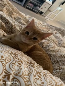 Poster for Intro video video from kittyshinanigans