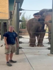 Poster for Father's Day video from Elephants at Houston Zoo