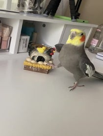 Poster for Birthday video from YumYum The Cockatiel