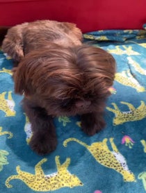 Poster for Birthday video from Branston, Pickle and Gizmo