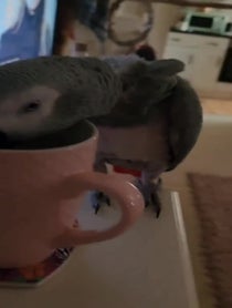 Poster for Father's Day video from Fart Birb