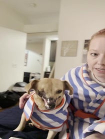 Poster for Father's Day video from Haddie The Pirate Dog