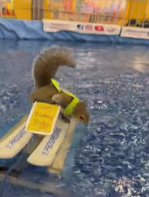 Poster for Birthday video from Twiggy the Water Skiing Squirrel