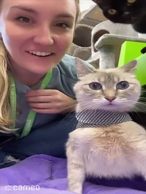 Poster for Intro video video from The Cattery Cat Shelter