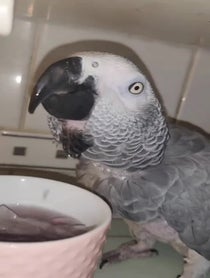 Poster for Birthday video from Fart Birb