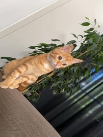 Poster for Roast video from kittyshinanigans