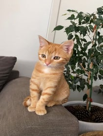 Poster for Pep Talk video from kittyshinanigans