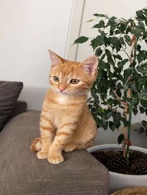 Poster for Pep Talk video from kittyshinanigans