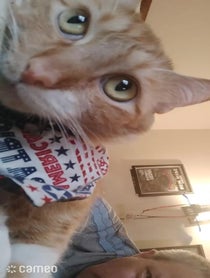 Poster for Intro video video from Dr. Oskar Cats Esq.