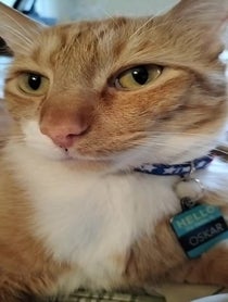 Poster for Other video from Dr. Oskar Cats Esq.