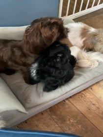 Poster for Birthday video from Branston, Pickle and Gizmo