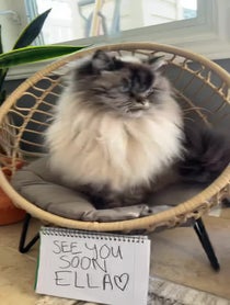 Poster for Other video from Merlin The Mad Ragdoll