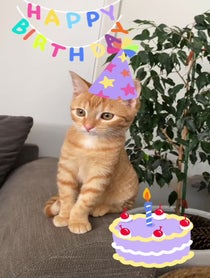 Poster for Birthday video from kittyshinanigans