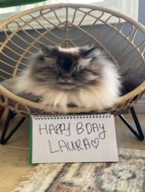 Poster for Birthday video from Merlin The Mad Ragdoll