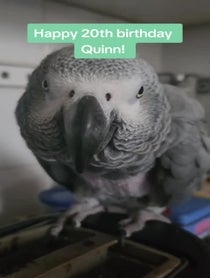 Poster for Birthday video from Fart Birb