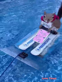 Poster for Pep Talk video from Twiggy the Water Skiing Squirrel