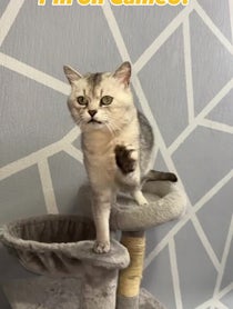 Poster for Intro video video from Deksy😼