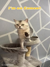 Poster for Intro video video from Deksy😼