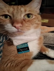 Poster for Birthday video from Dr. Oskar Cats Esq.