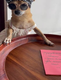 Poster for Birthday video from Mary-Kate & Rihanna the Wine Pups