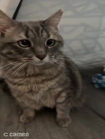 Poster for Intro video video from Dizzy Crosseyed Kitty