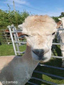 Poster for Intro video video from Tracy Birch - tracy's alpacas